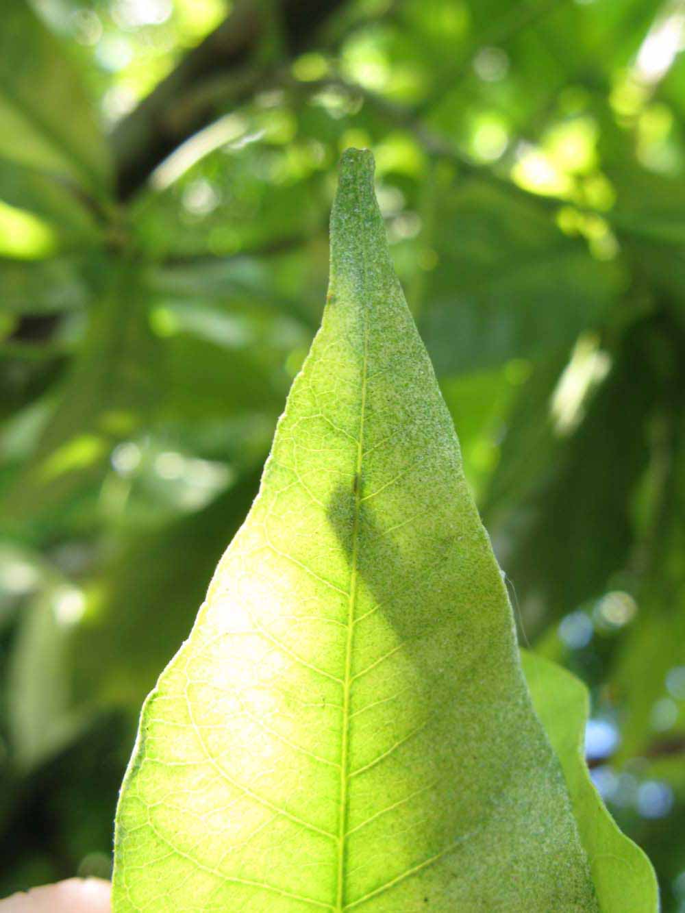              Margin (Winter Haven, FL)       